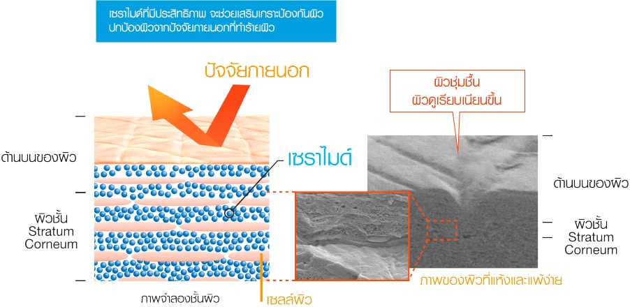 คิวเรล สำหรับผิวแพ้ง่าย โฟมมิ่ง